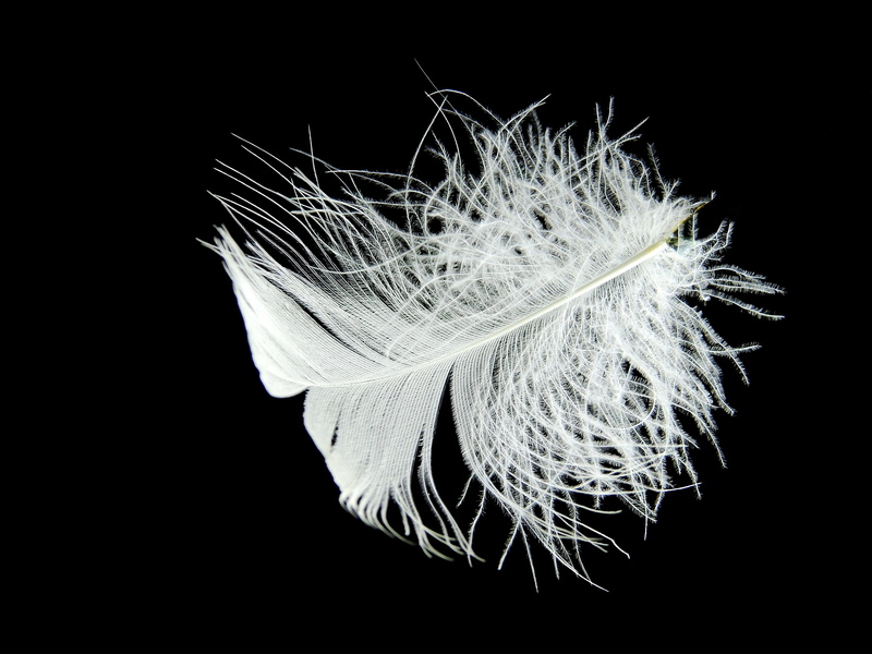fluffy, white, growth, 4K, beauty in nature, dandelion seed, flower head, black background, softness, studio shot, no people, nature, gentle, white color