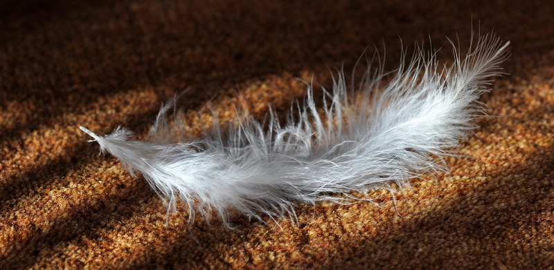 light and shadow, brown, vulnerability, vertebrate, lighting, close, sunlight, textile, animal themes, one animal, animal, indoors, feather, soft, 4K