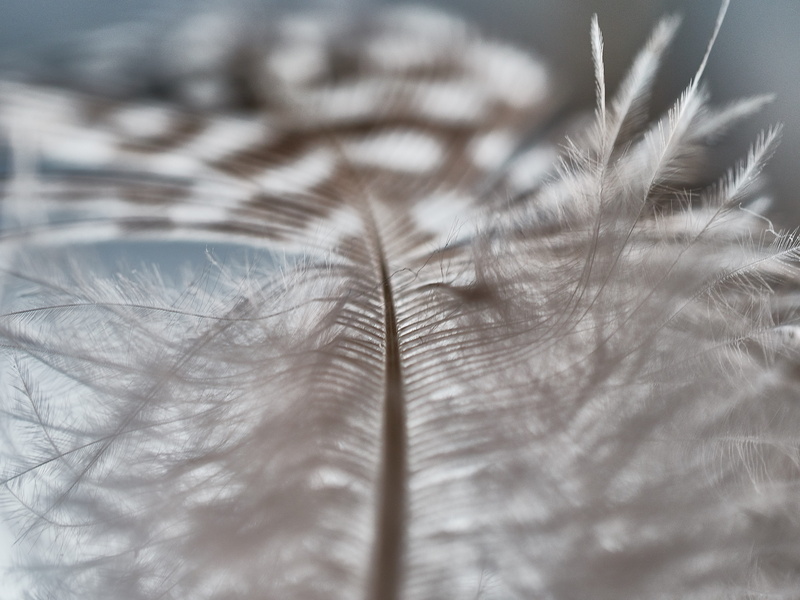 nature, simplicity, airy, spring dress, still life, feather, lightweight, quiet, plant, extreme close-up, fluffy, fragility, close-up, untitled, down feather