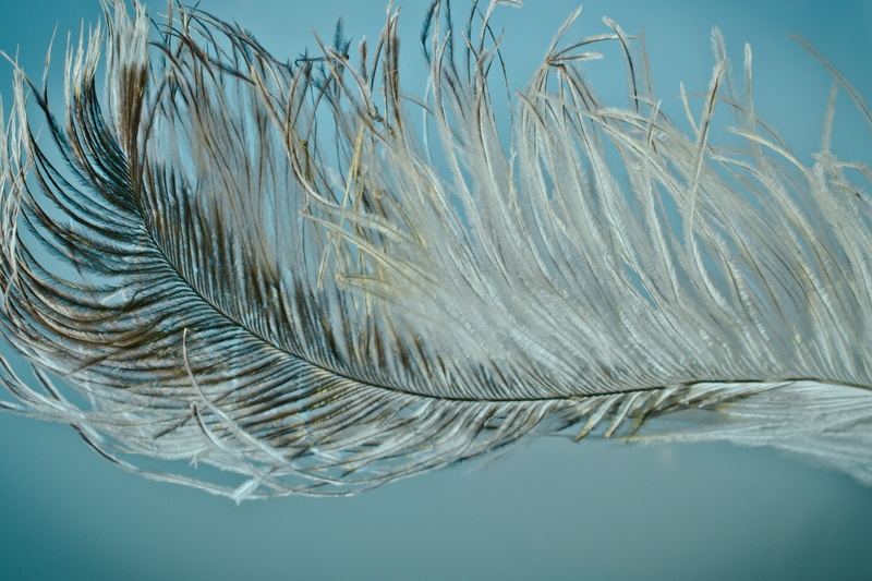 outdoors, strauss, simplicity, dry, strauss spring, closeup, focus on foreground, pollution, beauty in nature, plumage, bird feather, sea, tender, softness
