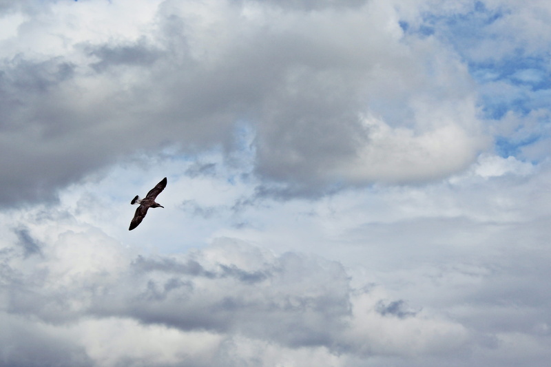 clouds form, nature, clouds, freedom, white, animal, spread wings, flight, animals in the wild, outdoors, fly, 2K, cloud - sky, seagull, vertebrate, no people
