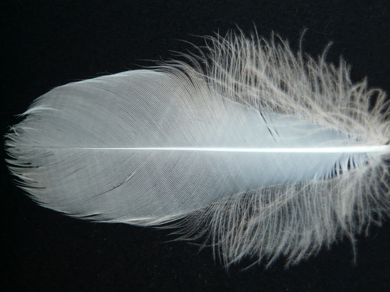 lightweight, gray, slightly, close-up, fluffy, single object, bird feather, fly, white color, 2K, fragility, still life, softness, motion, down, airy