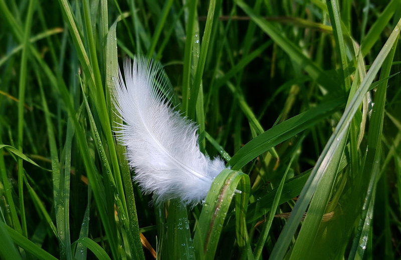 white color, plant, white, grass, growth, fragility, spring, bird, filigree, slightly, no people, freshness, outdoors, blade of grass, tender, bird feather
