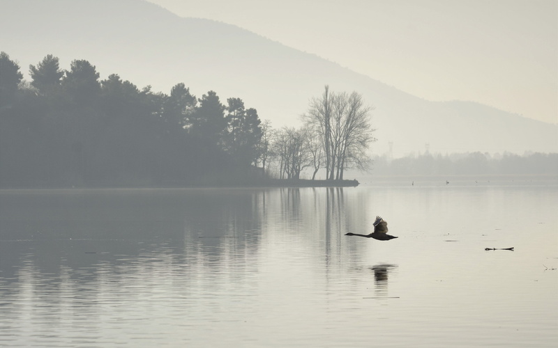 dom, tree, animal wildlife, flight, scenics - nature, duck, swans, fog, animal, day, outdoors, vertebrate, bird, airy, animals in the wild, feather, water