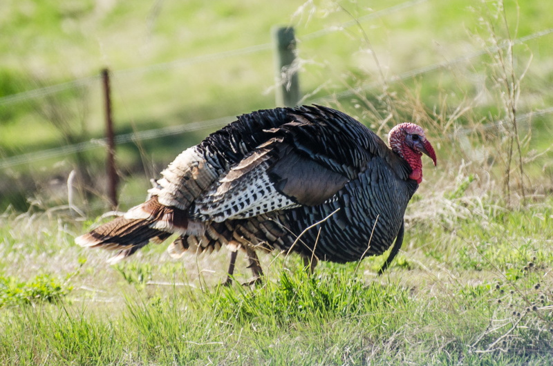 vertebrate, plant, harvest, bird, strutting, wild turkey, animal themes, woods, field, 4K, gobbler, brown, grass, red, tail, wild, turkey - bird, feather