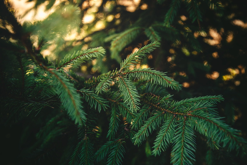 4K, nature, branch, plants, pine trees