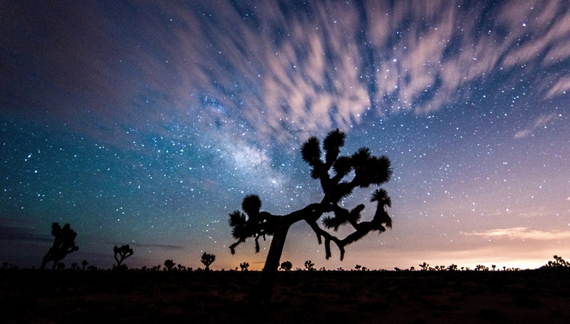 space, outdoors, star field, motion, infinity, stars, galaxy, land, joshua, scenics - nature, sun, beauty in nature, sky, United States, togetherness, Joshua Tree National Park
