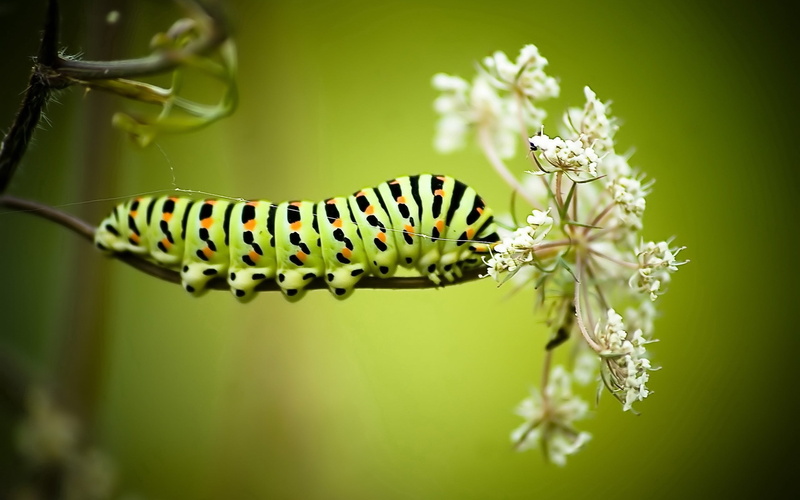 2K, pollination, small, animal Wing, invertebrate, flowering plant, flower, swallowtail Butterfly, plant, day, macro, yellow, animals In The Wild, summer