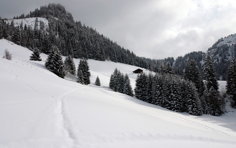 cloud - sky, scenics - nature, snow, winter, nature, no people, cold temperature, 2K, coniferous tree, white, evergreen tree, pine woodland, fur, black