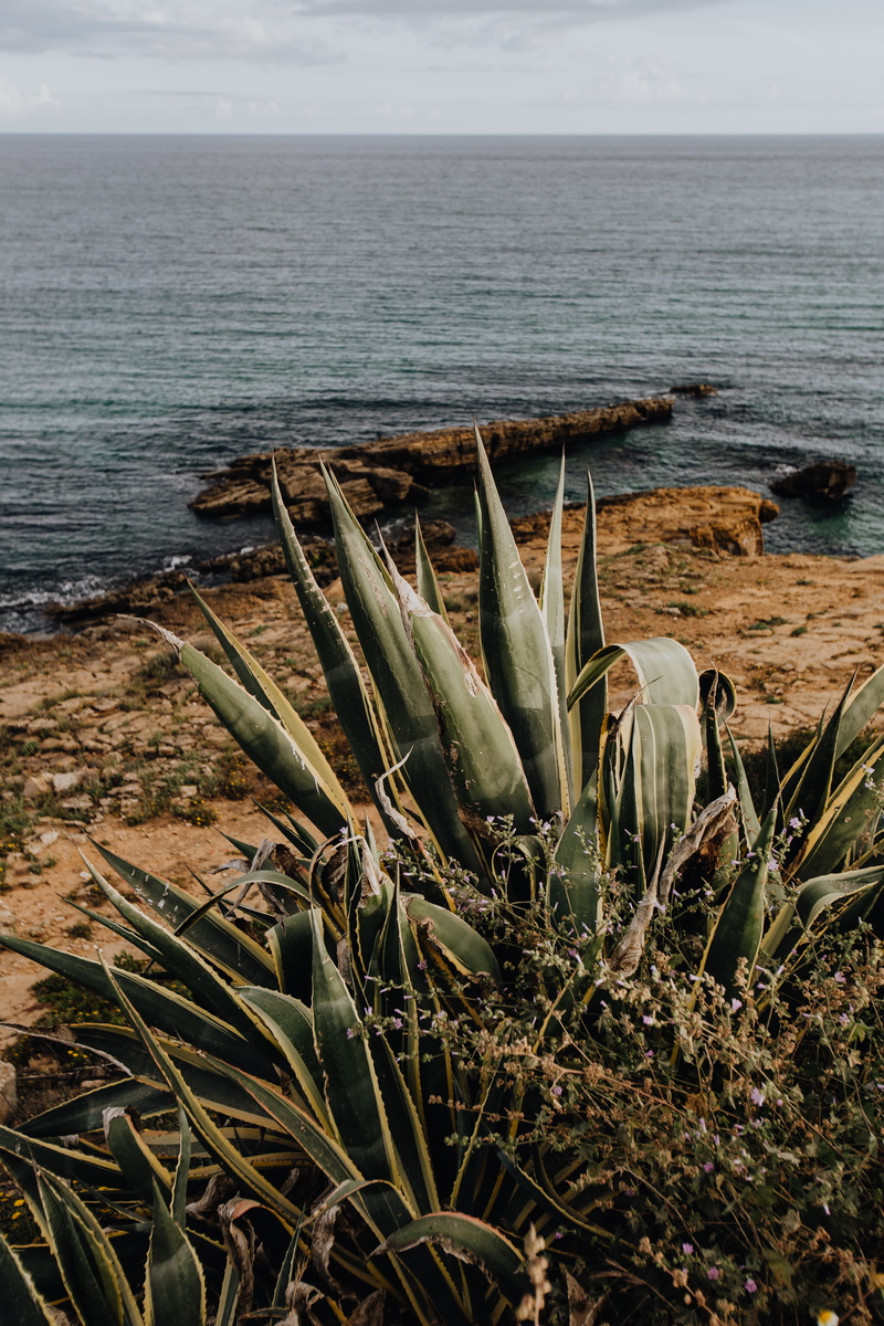 Succulent, plant, non-urban scene, outdoors, horizon over water, growth, portugal, water, sea, beauty in nature, horizon, sky, beach, land, algarve, agave