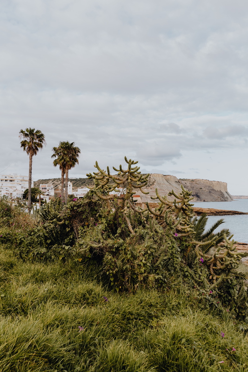 outdoors, growth, flora, Succulent, green color, tree, plant, garden, agave, nature, water, land, cloud - sky, grass, no people, 5K, plants, scenics - nature