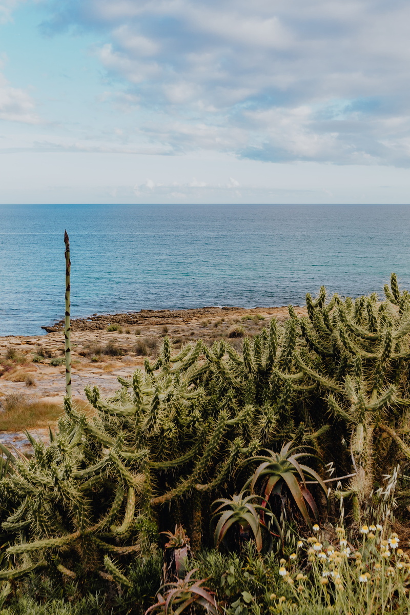 cloud - sky, beauty in nature, horizon over water, tranquil scene, non-urban scene, outdoors, 4K, agave, water, horizon, opuntia, nature, plant, algarve