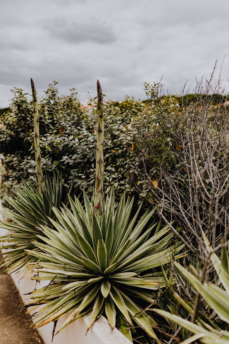 no people, agave, algarve, botanical, plant, plant part, succulent plant, Succulent, portugal, outdoors, focus on foreground, spiky, tranquility, tree