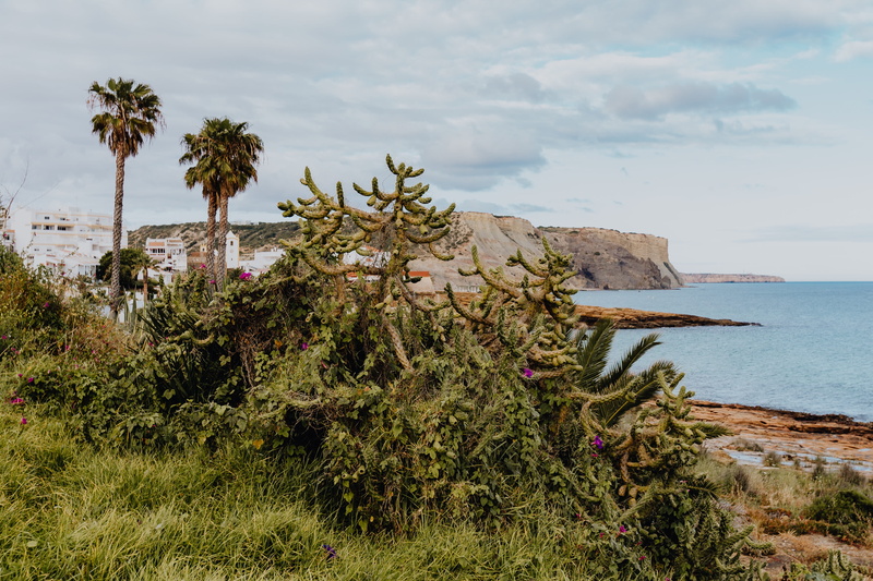 plants, land, growth, scenics - nature, tree, water, sky, Succulent, cacti, nature, botanical, algarve, 4K, beauty in nature, flora, horizon, tranquil scene