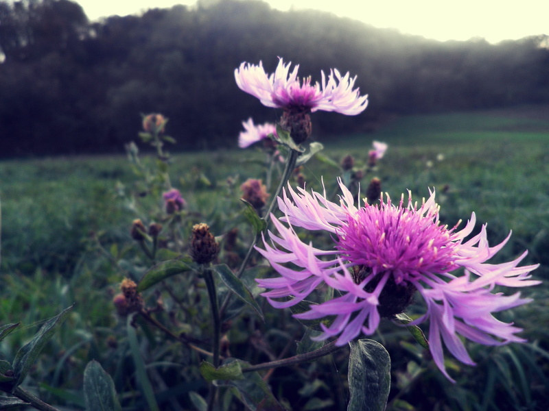 nature, growth, beauty in nature, petal, flower head, pink color, closeup, freshness, flower, inflorescence, outdoors, purple, thistles, fragility, purple flowers