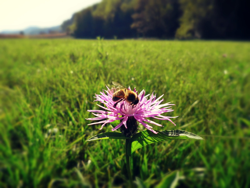 flowers, animals, bees, thistles, nature, 1080P