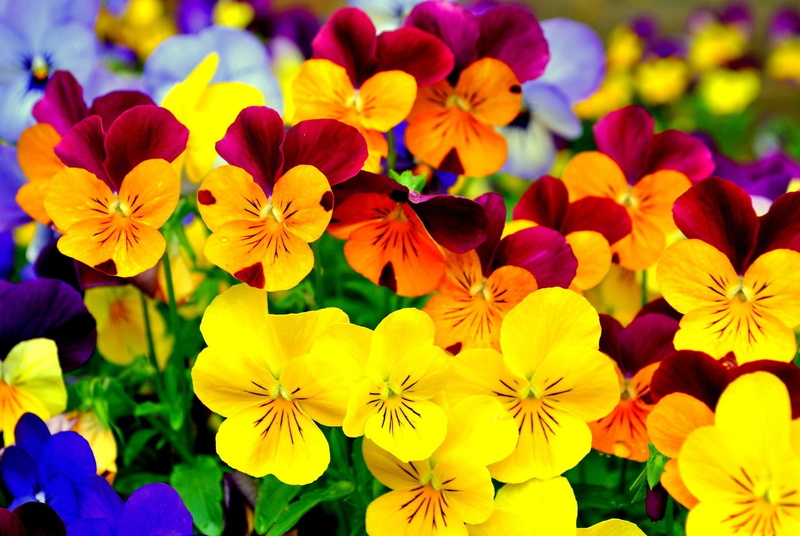 park, vulnerability, freshness, pansy, pansies, growth, petal, day, park - man made space, flowers, inflorescence, nature, flower, outdoors, fragility