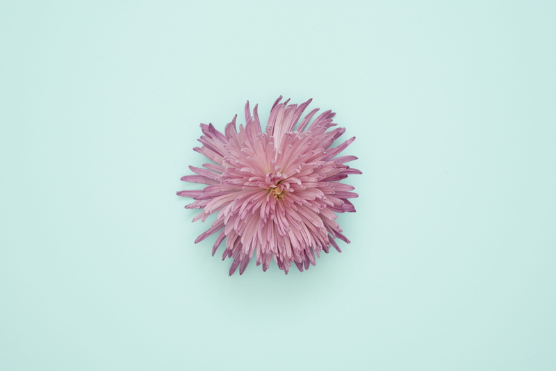 copy space, summer, illustration, colored background, blue background, freshness, spiky, dandelion, purple, petals, inflorescence, vulnerability, flowering plant