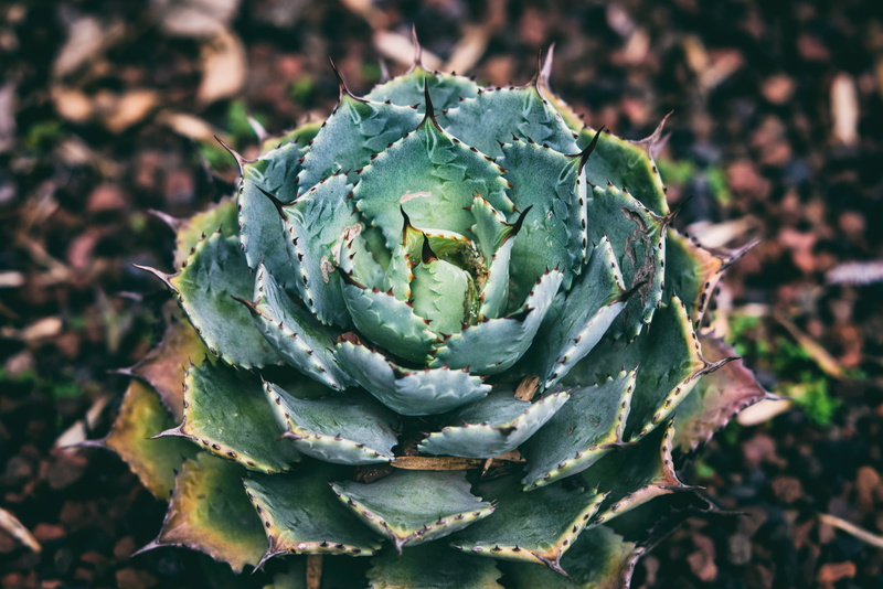 flower, high angle view, healthy Eating, beauty in nature, spiked, leaves, focus on foreground, artichoke, macro, agriculture, cactus, summer, 5K, close-up