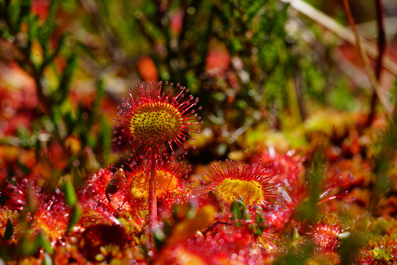 focus on foreground, selective focus, close-up, sundew, spiky, flowering plant, no people, heaven spoon herb, beauty in nature, vulnerability, round-leaved sundew