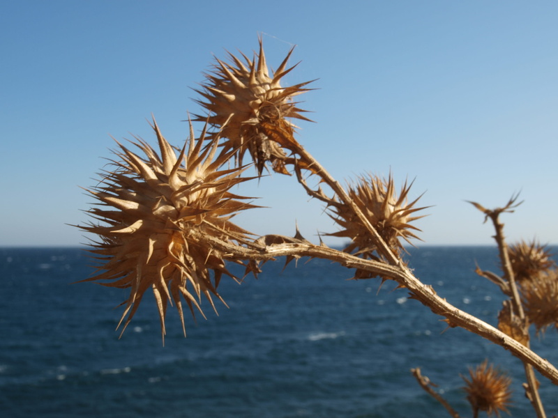 dried, day, thorn, сухие цветы, no people, clear sky, scenics - nature, thistle, flower, plant, sky, water, outdoors, tranquil scene, blue, dry, nature