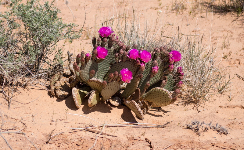 flower head, nature, 5K, arid climate, green, Desert Flower, pink, spiky, sunny, plants, tree, thorns, dry, high angle view, pink color, lake mead, climate