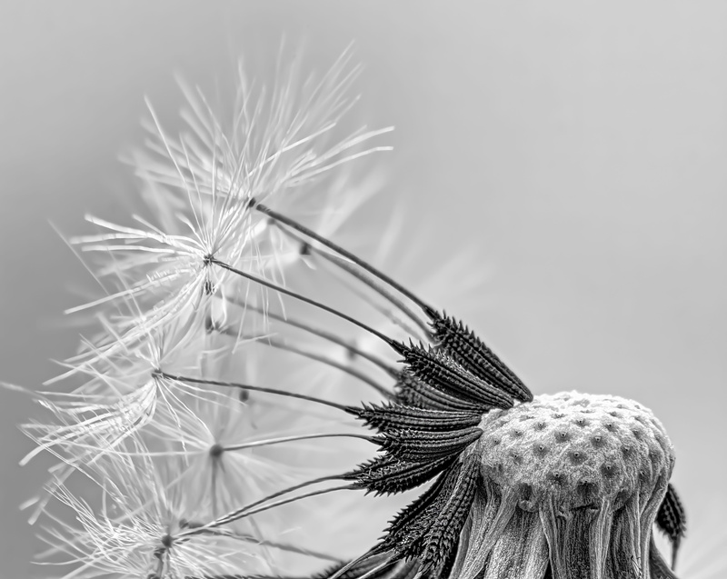 day, taraxacum, dandelion seed, selective focus, flora, beauty in nature, flowering plant, growth, macro, faded, summer, seeds, plant, spiky, dandelion