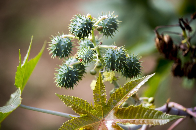 green color, ricinus communis, day, seed, food and drink, plant, seeds, close-up, succulent plant, outdoors, spiked, castor, food, 1080P, flying, freshness
