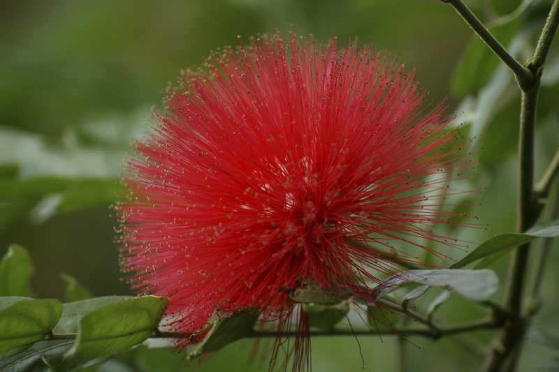 Pohutukawa, no people, selective focus, inflorescence, softness, Blossom, day, fragility, growth, new zealand christmas tree, close-up, green, Bloom, vulnerability