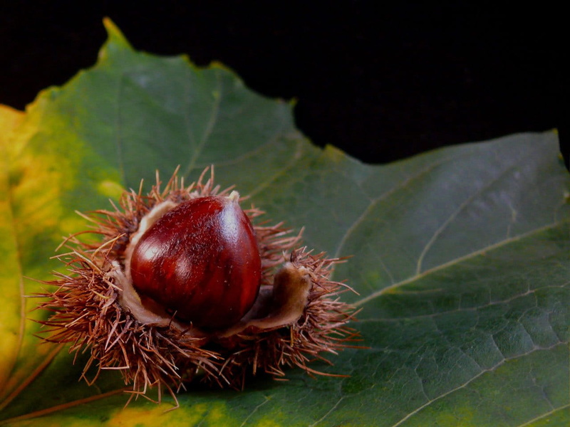 fruit, no people, close-up, healthy eating, outdoors, nature, Leaf, food and drink, chestnut - food, colorful, wood, winter, nut - food, freshness, tree