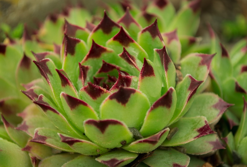 outdoors, sempervivum, day, succulent plant, plant part, focus on foreground, 5K, selective focus, botany, backgrounds, sharp, plant, green, leaf, spiky