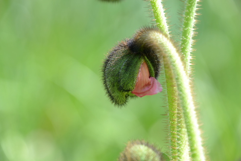 summer, poppy capsule, 4K, Capsule, Poppy, growth, close-up, bud, poppy bud, animal mouth, plant part, focus on foreground, green, day, flowering plant