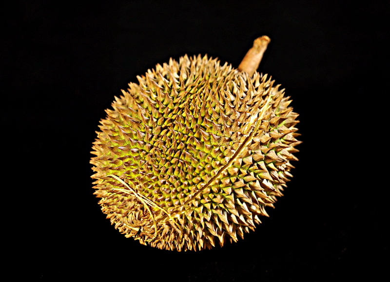 growth, food, yellow, food and drink, flower, thorny fruit, whole fruit, spiked, flowering plant, nature, delicious, spiky, malaysia, indoors, tropical