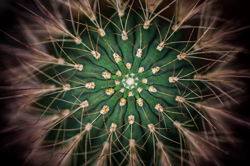 5K, green color, pattern, focus on foreground, spiked, growth, needle - plant part, close-up, succulent plant, directly below, outdoors, fragility, full frame