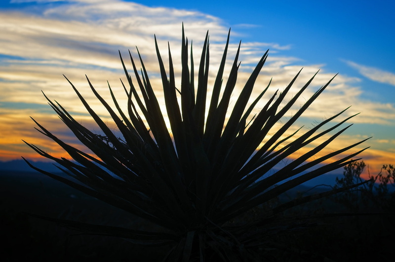 day, silhouette, growth, dusk, land, beauty in nature, spiky, yucca, west, low angle view, outdoor, coniferous tree, outdoors, new, focus on foreground