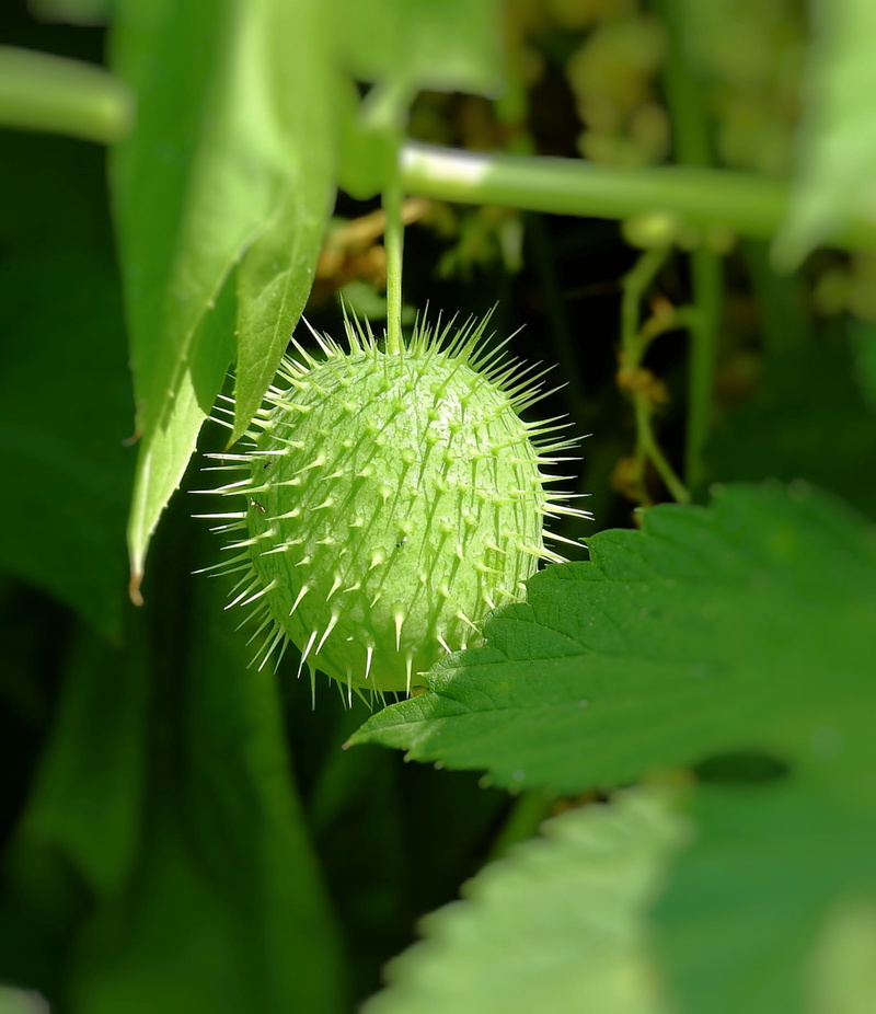 nature, 2K, close-up, spiked, plant part, spiky, flower, flowering plant, wild cucumber, selective focus, summer, freshness, growth, day, leaf, green