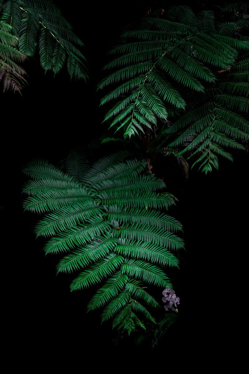 green, tranquility, growth, no people, conifer, dark, photo, beauty in nature, forest, 2 colours, fern, okinawa prefecture, japan, arecaceae, night, branch