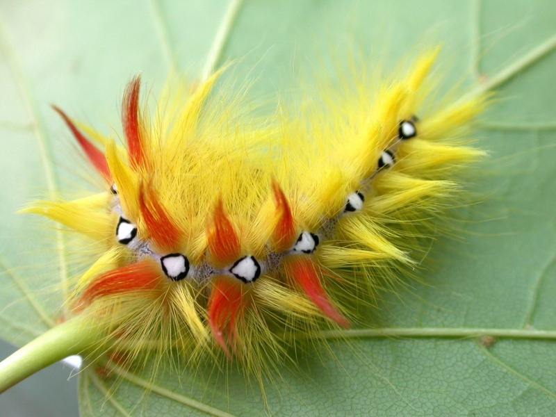 caterpillar, 720P, insekt, animals, leaf, hd