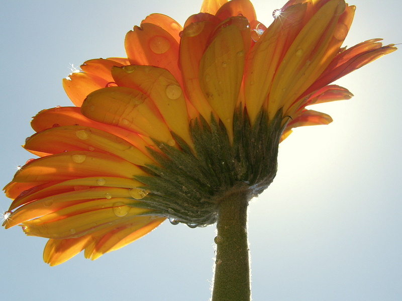 life, Moment, still, amarillo, plant, Level 3, photo, summer, Level 1, FLOWER, petal, CIELO, color, margarita, NATURE, yellow, Remember That, 720P, Level 4