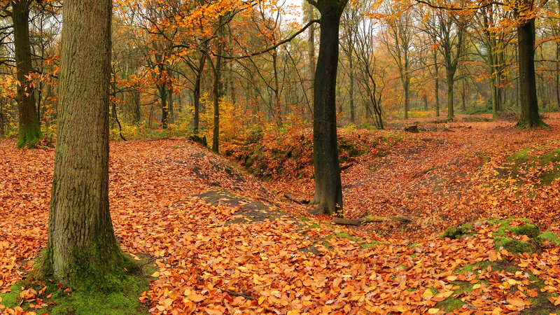 plant, day, trunk, leaf, beauty in nature, outdoors, orange color, tree, woodland, scenics - nature, leaves, autumn, autumn collection, tranquil scene