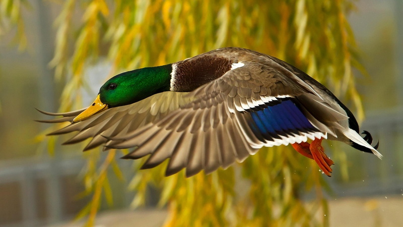 duck, x, 4K, mallard, computer, hd, flying, mobile