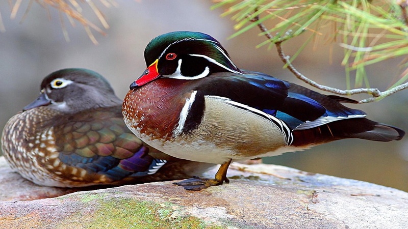 waterfowl, birds, nature, wood ducks, ducks, mallard, marsh, nesting, wood, animals, lake, pair, 1080P