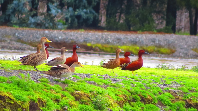 female, animals, ducks, 4K, ducklings, flock, nature, mallard, 4000x2248