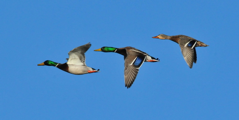 mallard ducks, sky, wildlife, two animals, animals in the wild, clear sky, day, bird, no people, animal, nature, wing, outdoors, vertebrate, animal themes