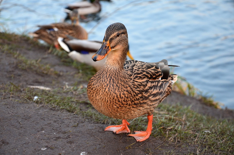 animal, animals in the wild, mandarin duck, vertebrate, one animal, animal wildlife, poultry, no people, water, animals, focus on foreground, lakeshore