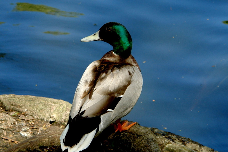 water, animals, wild, mallard, duck, photo community, 1080P