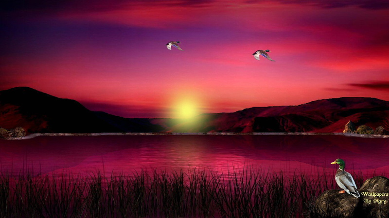 x, mountains, duck, body, near, water, mallard, nature and landscapes, ducks, lakes, grey, rock, 1080P, scarlet, sunset, sunsets
