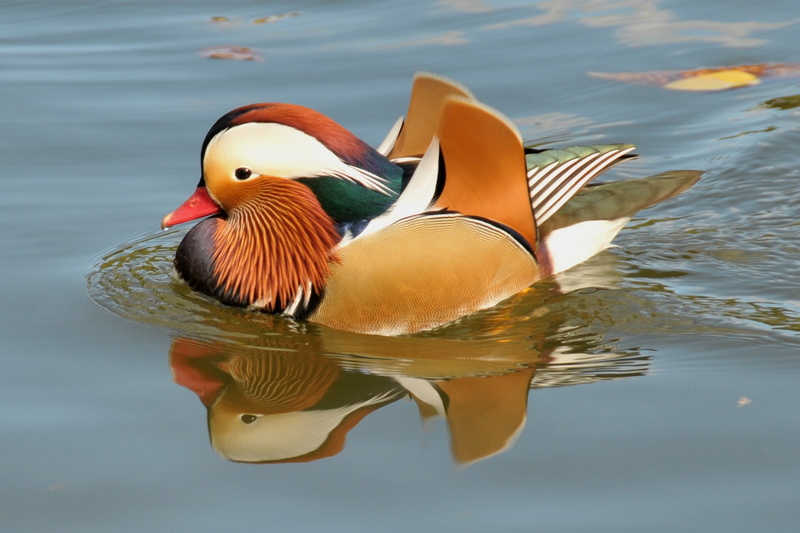 animals In The Wild, multi Colored, color Image, day, vertebrate, nature, swimming Animal, feather, waterfront, poultry, mallard, floating On Water, water Bird