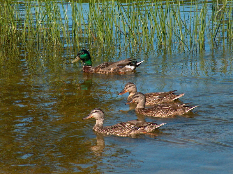 1080P, duck, lake, reeds, ducks swimming, mallard, animals