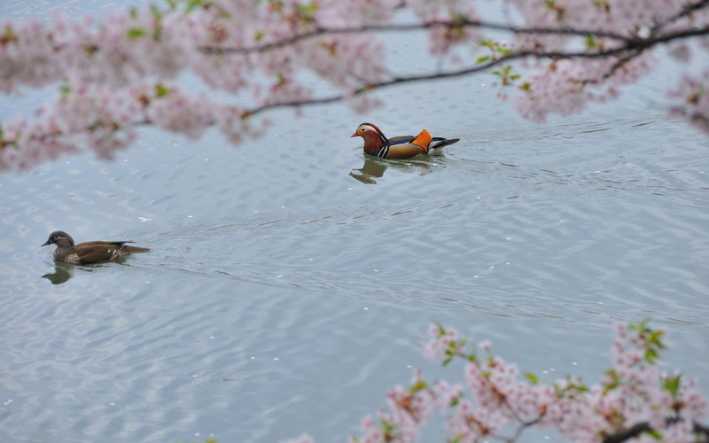 day, animals In The Wild, duck, lake, swimming Animal, nature, vertebrate, mandarin duck, cold - Temperature, pond, feather, river, water Bird, season